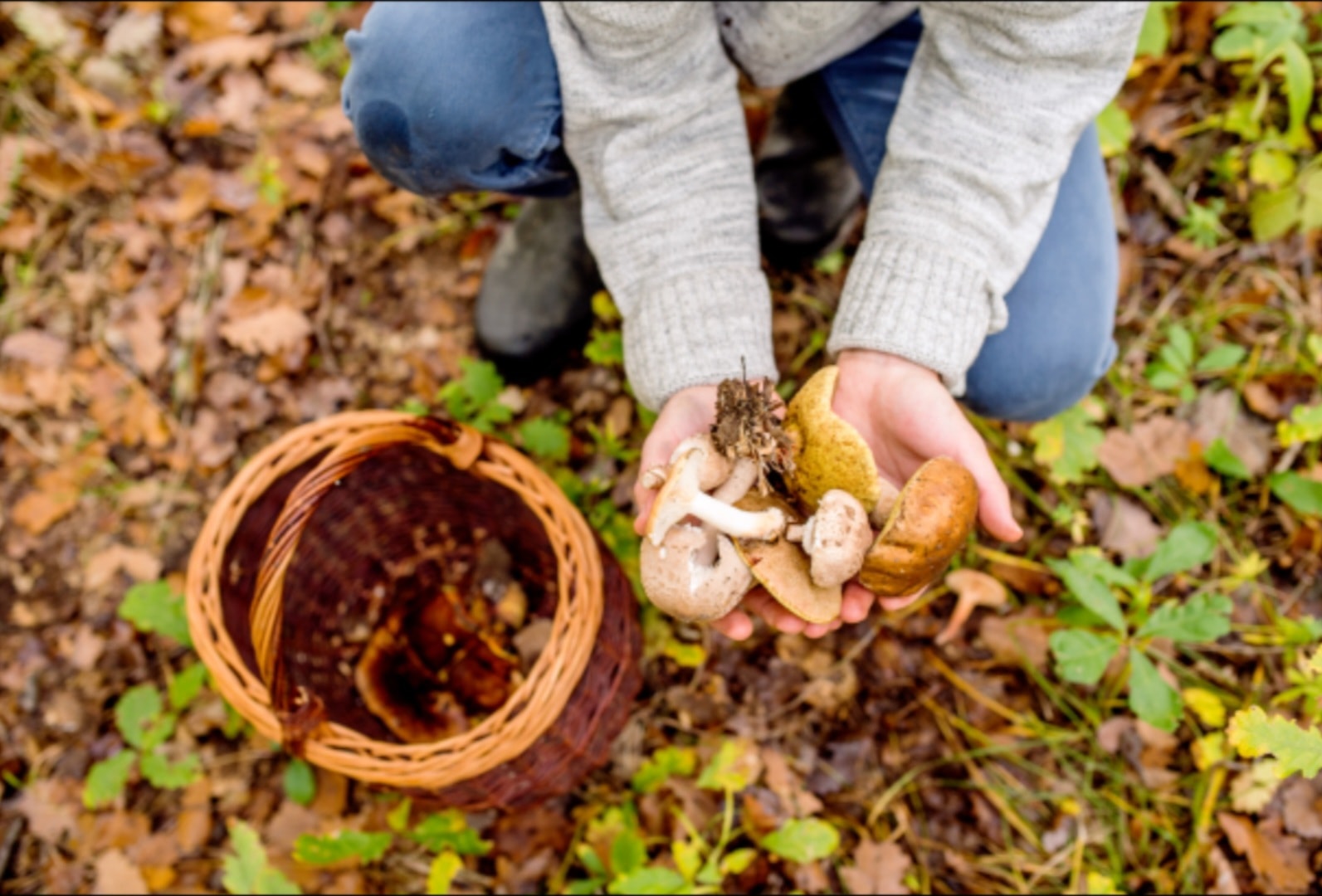 Mabon 2026 — Bal des Champignons avec Fêtes Païennes Québec